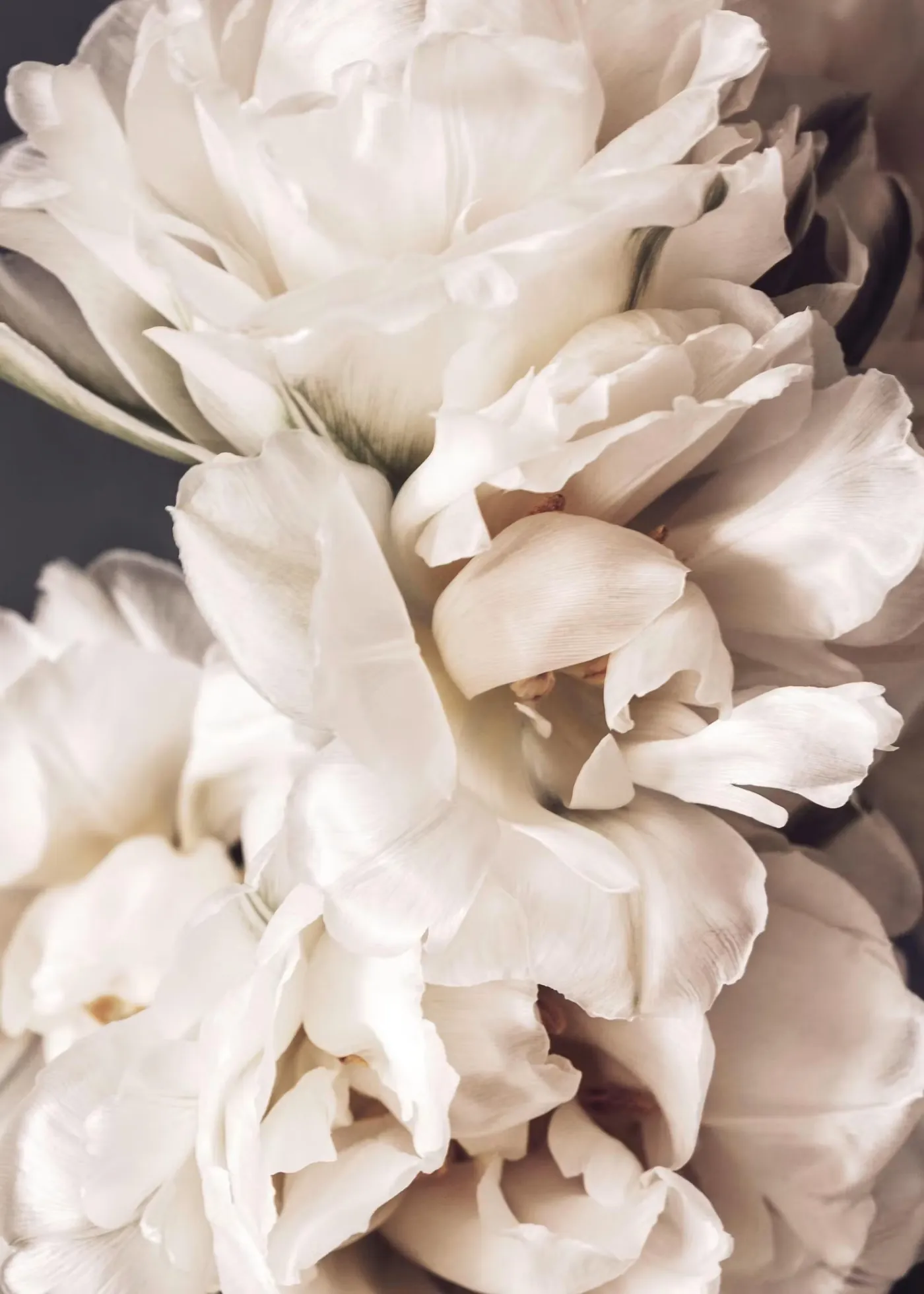 Etternel — peony still life from the brand foundation