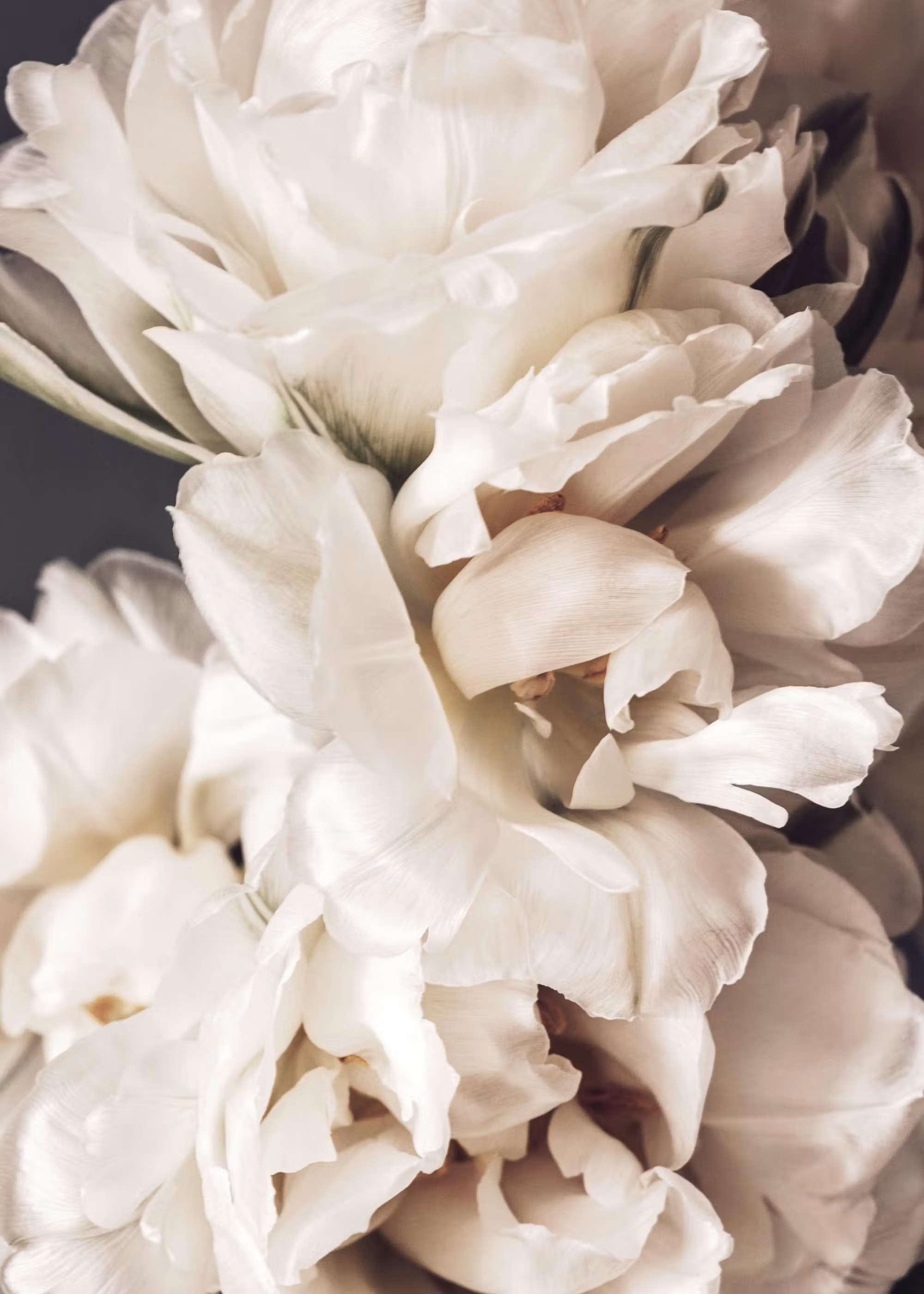 Etternel — peony still life from the brand foundation